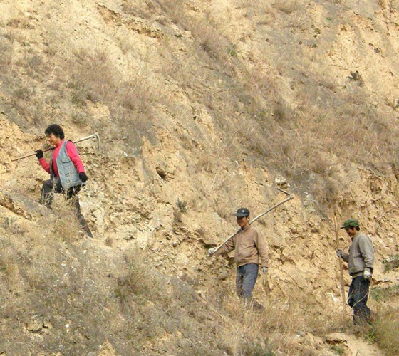 雖沒(méi)有十里桃林，漫山遍野的灼灼芳華。但我們有萬(wàn)畝國(guó)家級(jí)標(biāo)準(zhǔn)化油橄欖種植示范基地，漫山遍野，香氣撲鼻。畝是中國(guó)市制土地面積單位，一畝等于六十平..
