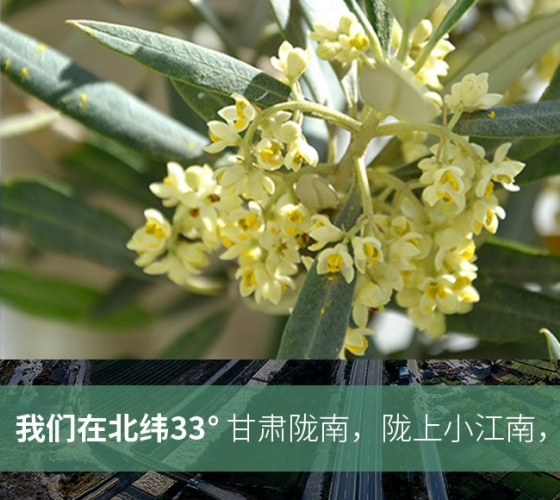 武都的氣候、土壤等與地中海沿岸極其相似，同處于世界頂級(jí)油橄欖黃金生產(chǎn)帶（32°58--33°36）年平均氣溫為14.7°，年日照時(shí)數(shù)1911..